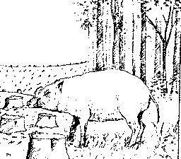 Indonesian babirusa, a pig-like animal with curious tusks