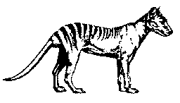 The thylacine (or Tasmanian wolf or tiger)