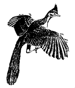 Reconstruction of Archaeopteryx