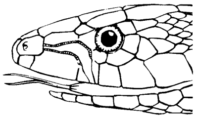 Snake with round pupils