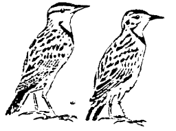 American Eastern meadowlark (left) resembles the African yellow-throated long claw (right)