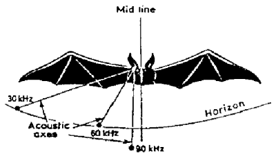The three acoustic axes of the moustache bat.