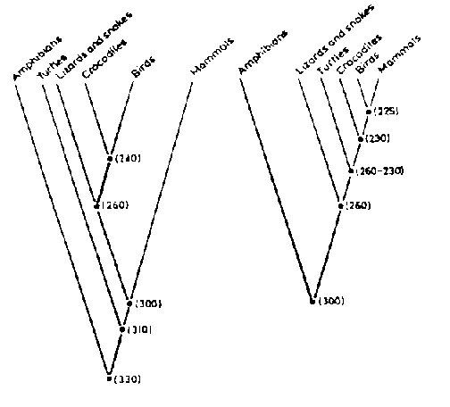Standard evolution cladogram