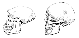 Skulls of Homo erectus and Homo sapiens