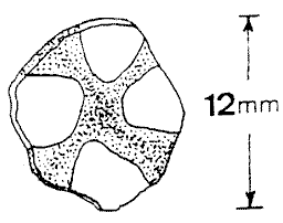 Typical flat-plate hailston
