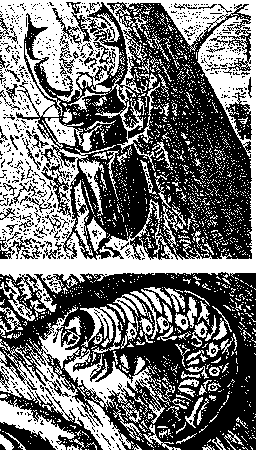 Adult and larval stages of a stag beetle