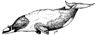 Strap-toothed whale
