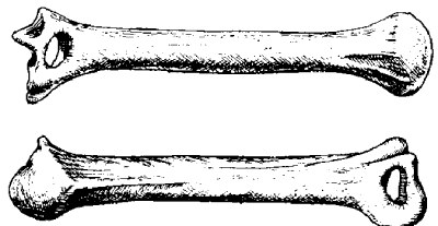The olecranon perforation of the humerus